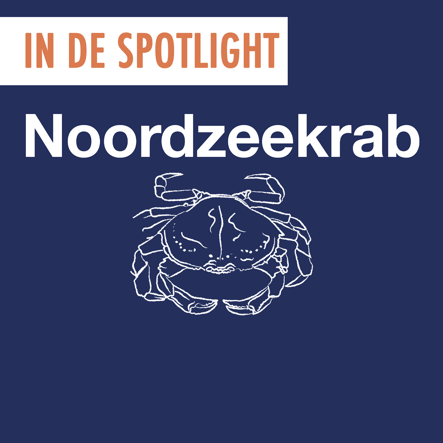 Spotlight september | Noordzee krab