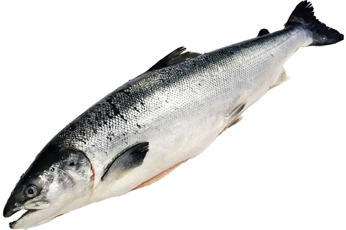 Salmon Norwegian 4-5kg