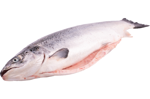 Salmon Norwegian scales off 4-5kg 