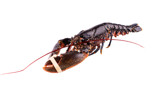 Lobster European 1000-1200gr 