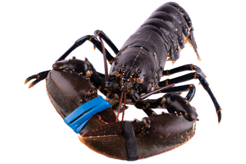 Dutch lobster oosterschelde 400-600 gr