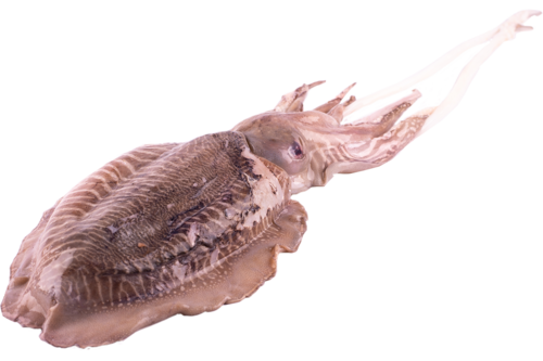 Cuttlefish 