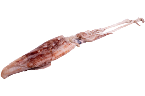 Squid Fresh From The Azoren